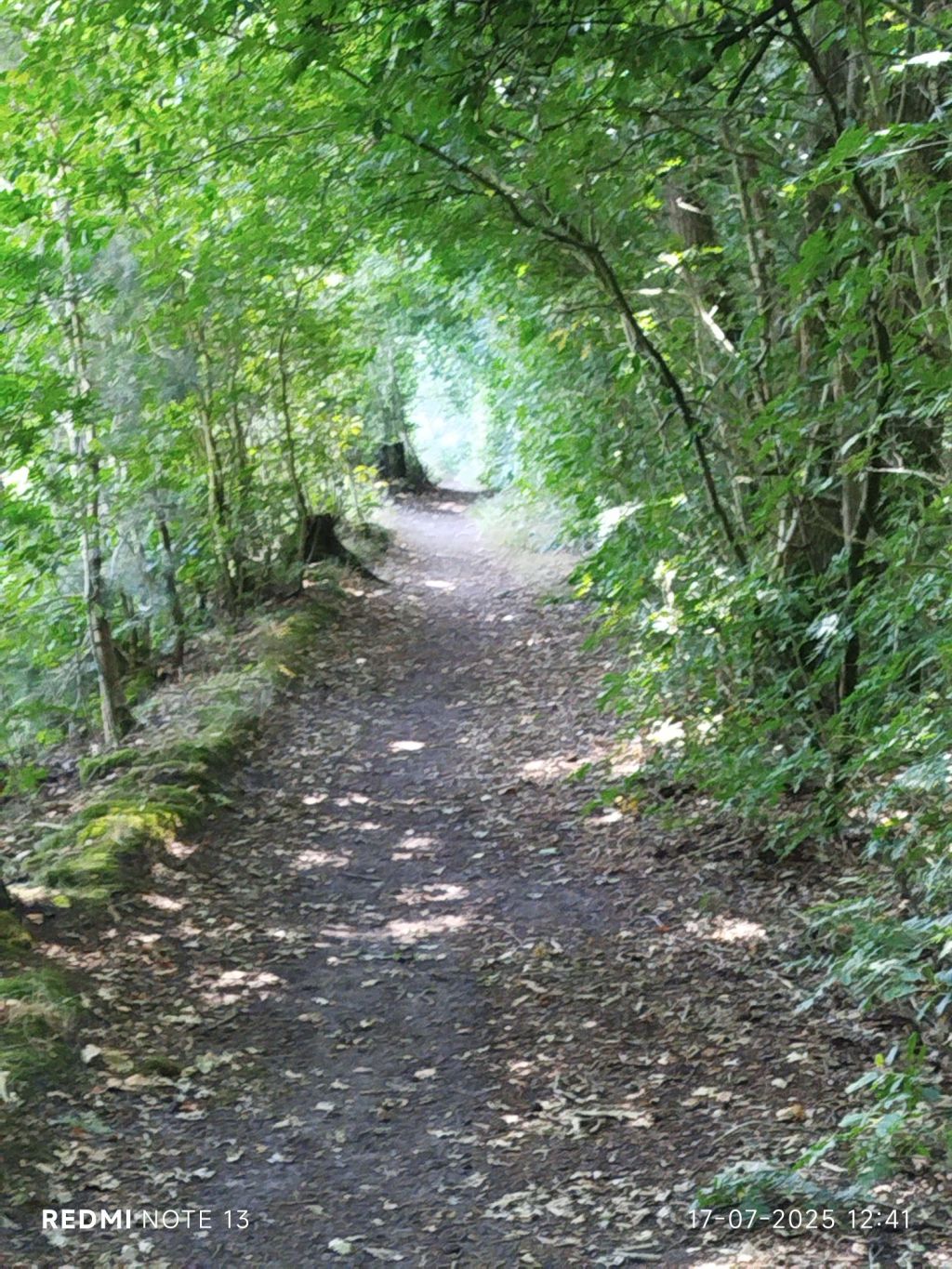 Understanding Desire Paths: Nature’s Shortcuts&nbsp;Explained